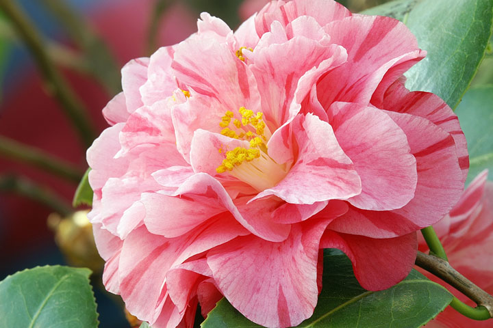 camellia - Alabama state flower