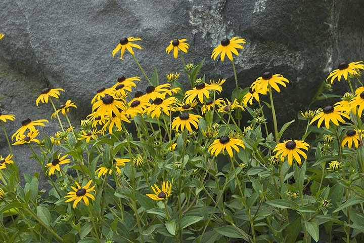 Black-Eyed Susans - Maryland State Flower