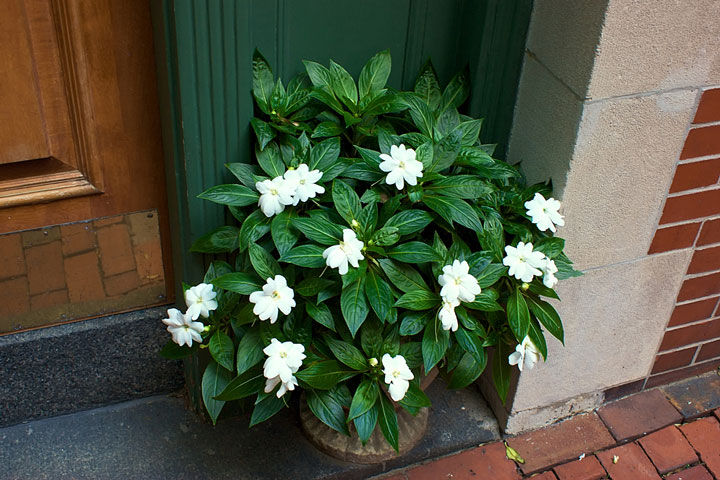 foliage plant at a Beacon Hill, Boston entryway