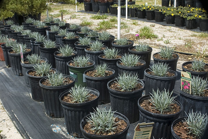 Dianthus plants at a Florida nursery