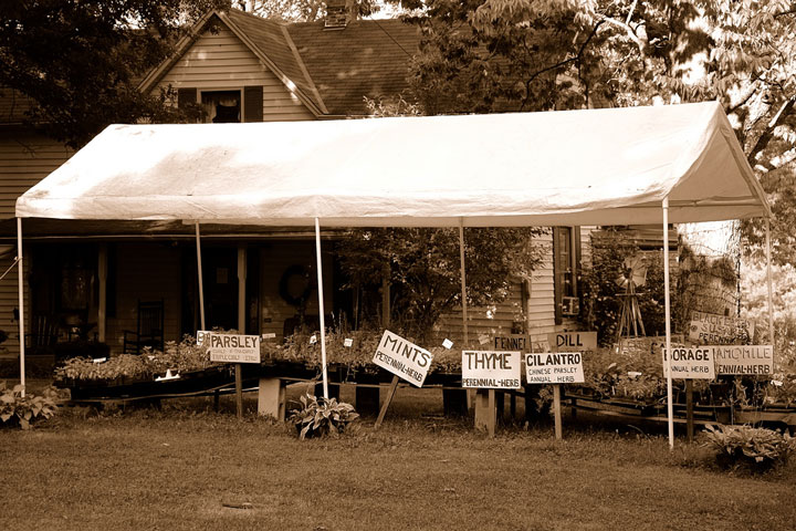 herbs for sale at an old Kentucky home