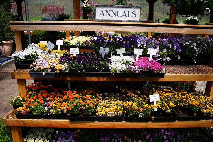 annuals at an Idaho garden center