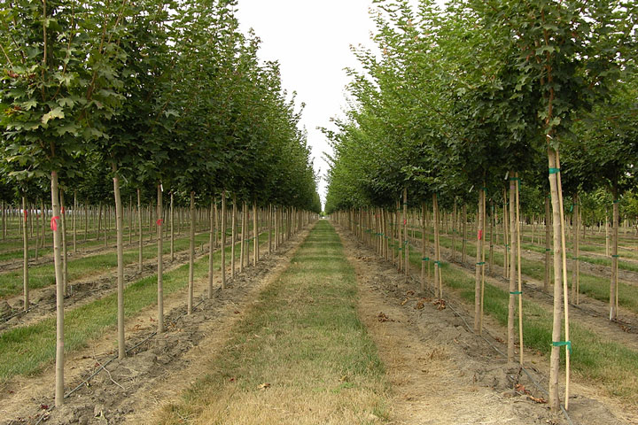 rows of trees at a tree nursery in rural Oregon