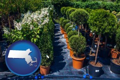 massachusetts map icon and shrubs and trees at a nursery