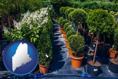 maine shrubs and trees at a nursery