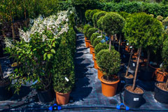 shrubs and trees at a nursery