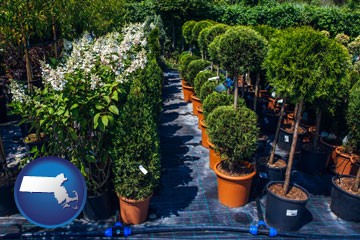 shrubs and trees at a nursery - with Massachusetts icon