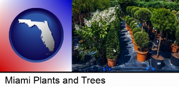 shrubs and trees at a nursery in Miami, FL