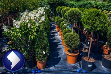 shrubs and trees at a nursery - with Washington, DC icon